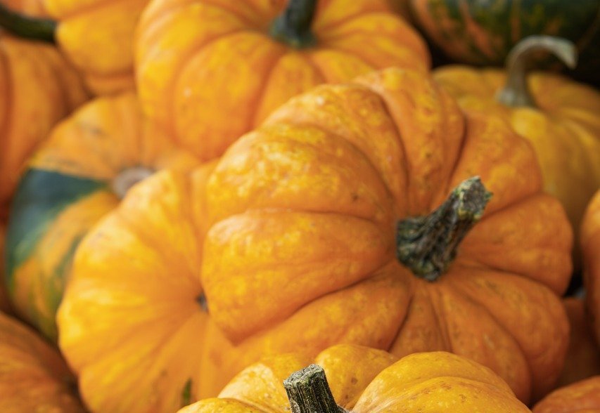 farm harvest vegetables